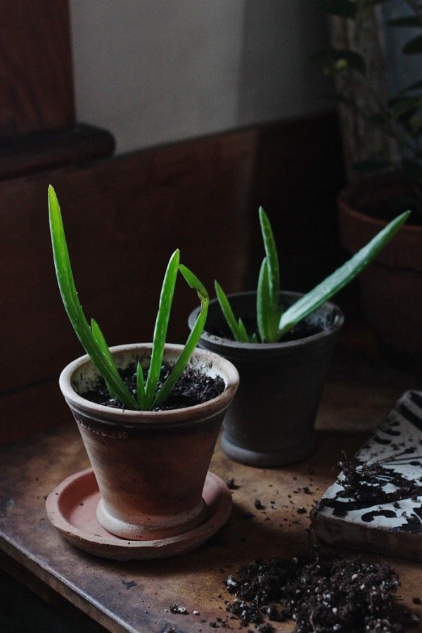 How To Replant Aloe Vera Cuttings