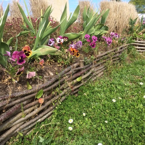 hyacinth from seed