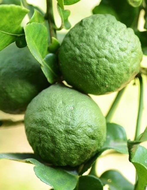 Bergamot Essential Oil Edible