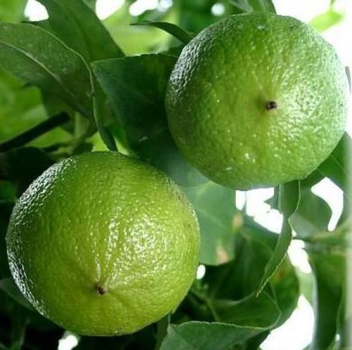 Health Benefits Of Bergamot Essential Oil