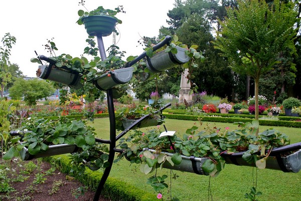 Vertical Squash Gardening