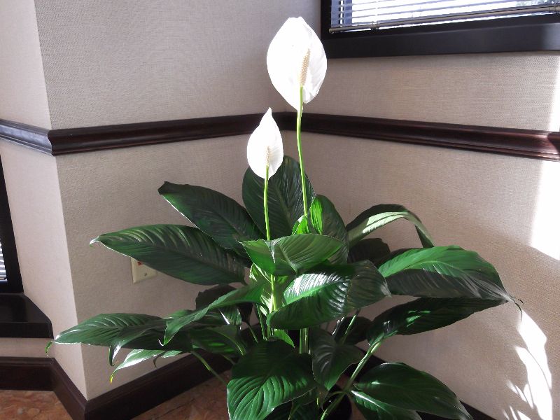 peace lily house plant