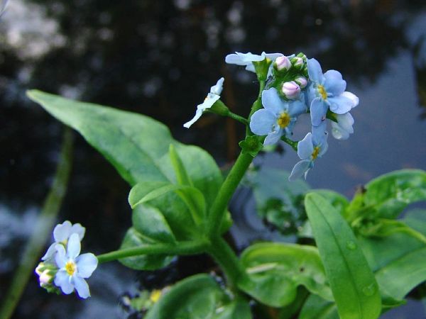 Water Plants For Ponds Near Me