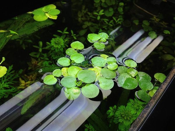 Water Plants Indoor