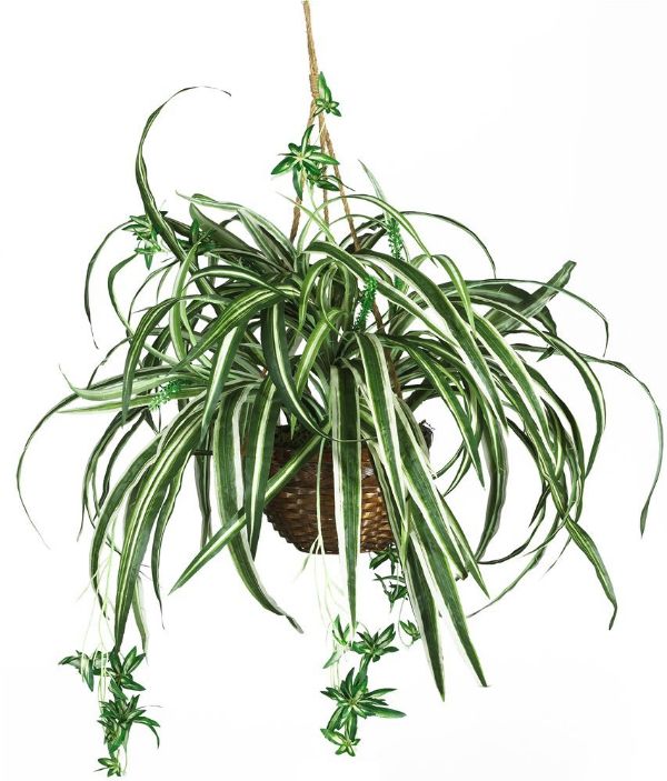 Best Common House Plants Spider Plant