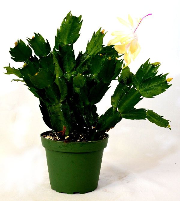 Best House Plants That Are Safe For Cats