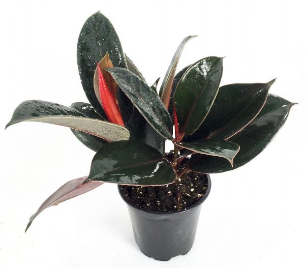 Common Indoor House Plants Rubber Plant