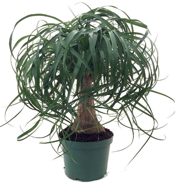 House Plants Delivery Ponytail Palm