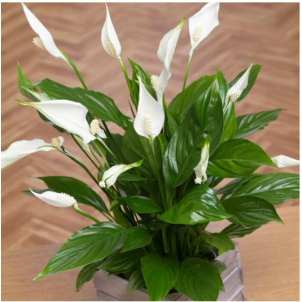 Peace Lily Indoor House Plants
