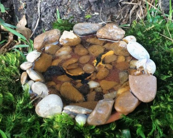 Rock Pond Garden