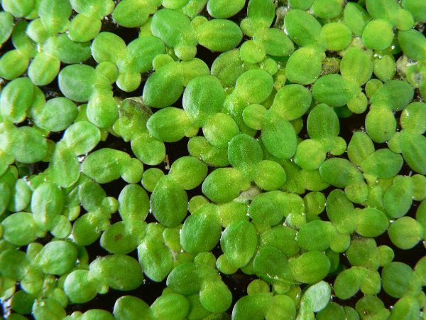 Indoor Water Plants For Pond