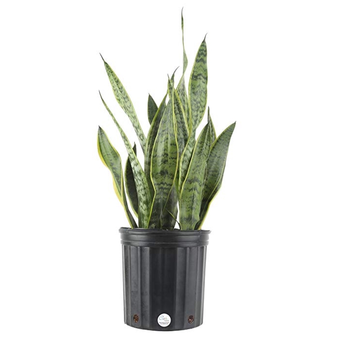 Snake Plant Best Indoor House Plants