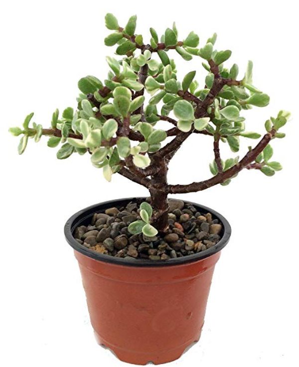 mini jade plant