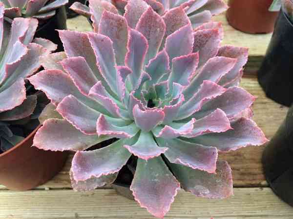 Examples Of Succulent Plants