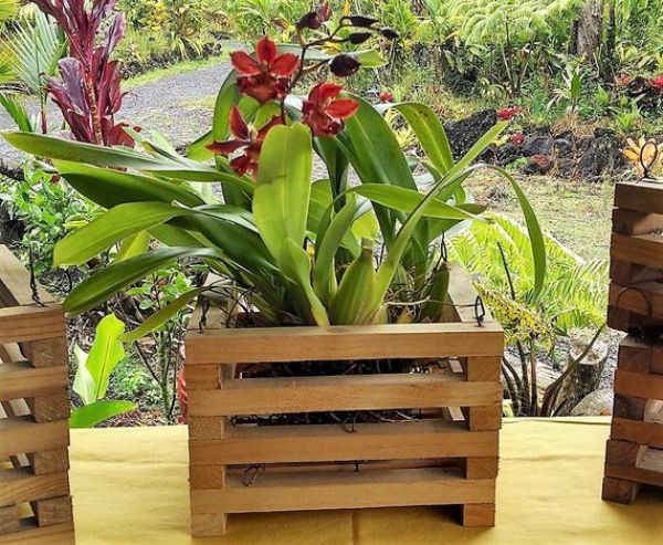 Plant Pots For Orchids