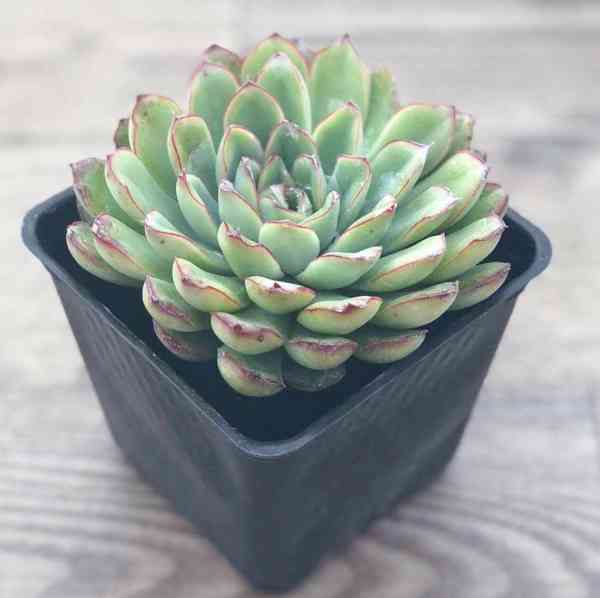 Succulent Plants Amazon