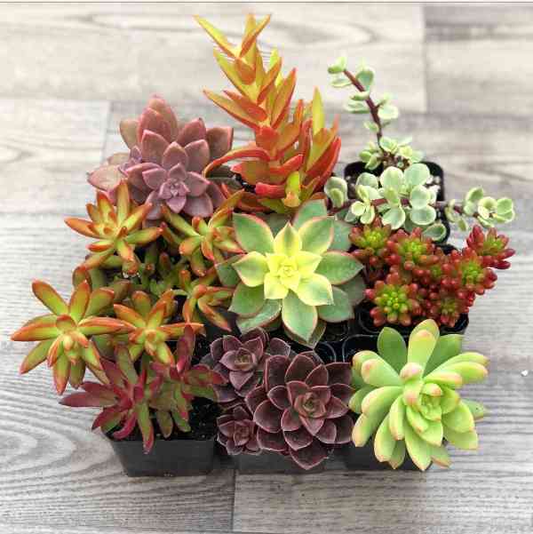 Succulent Plants Bulk