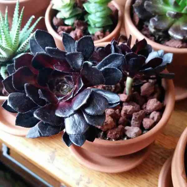 Succulent Plants Buy Online