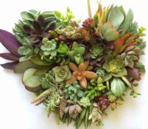 Succulent Plants Care