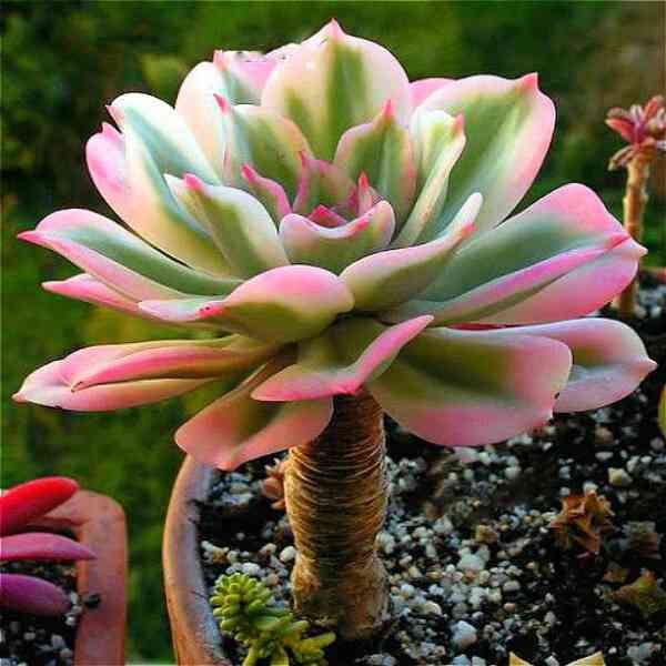 Succulent Plants Flowering