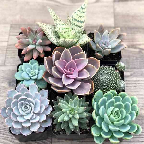 Succulent Plants Identification