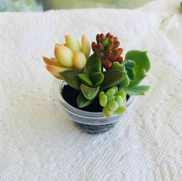 Succulent Plants Names