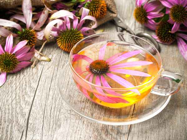 Echinacea Tea