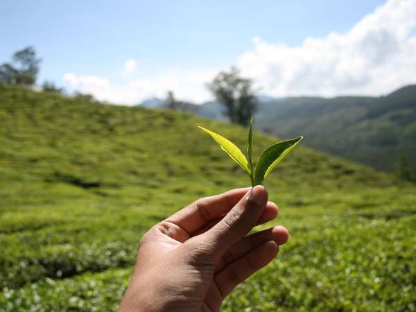 Plucking Tea Leaves