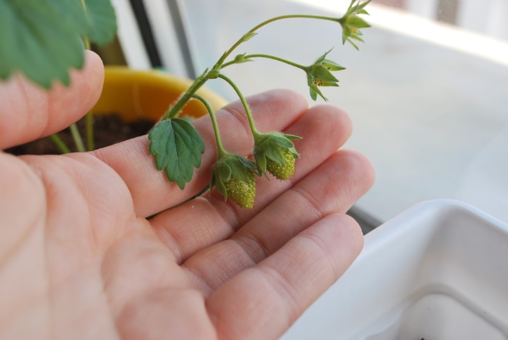 caring for plants indoor