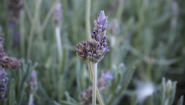 lavandula angustifolia lavender plant