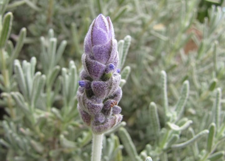 lavandula dentata lavender plant