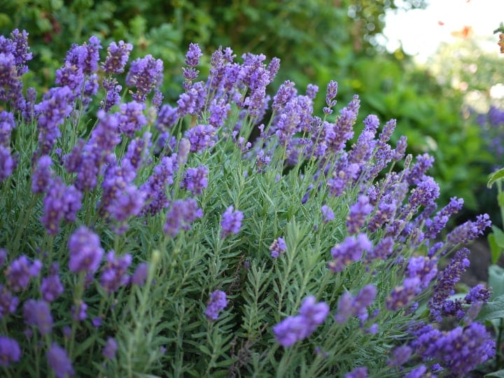 lavandula intermedia lavender plant