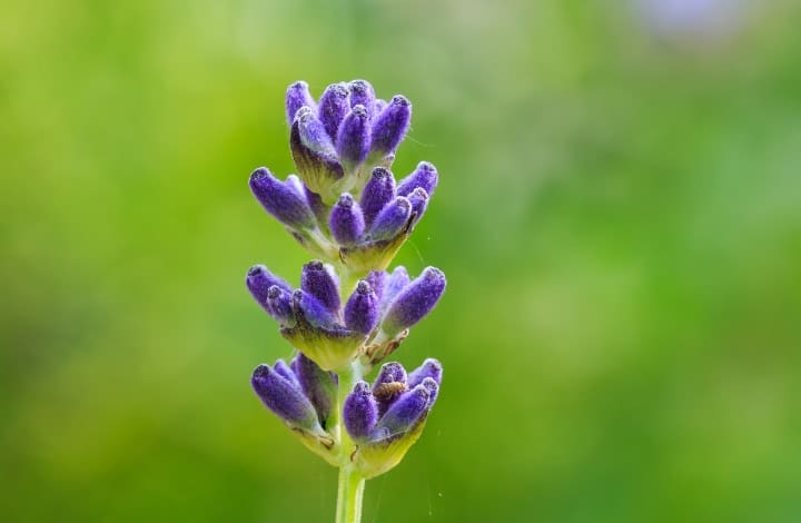 lavandula latifolia lavender plant