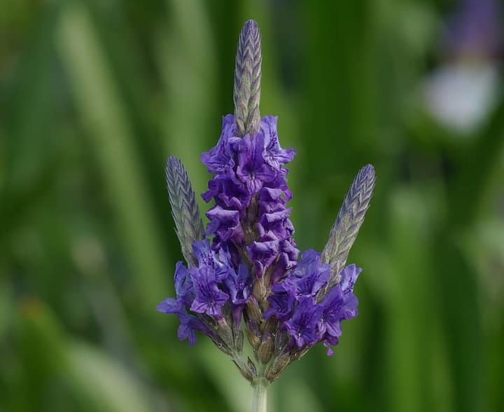 lavandula multifida lavender plant