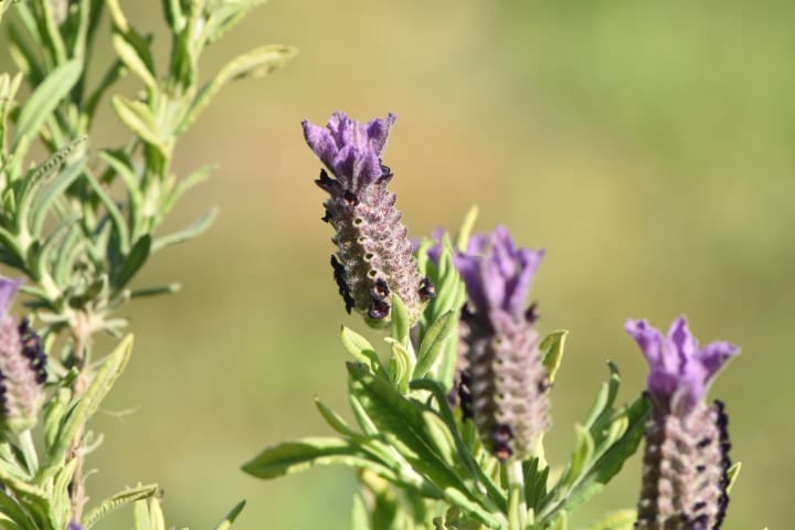 lavandula stoechas lavender plant