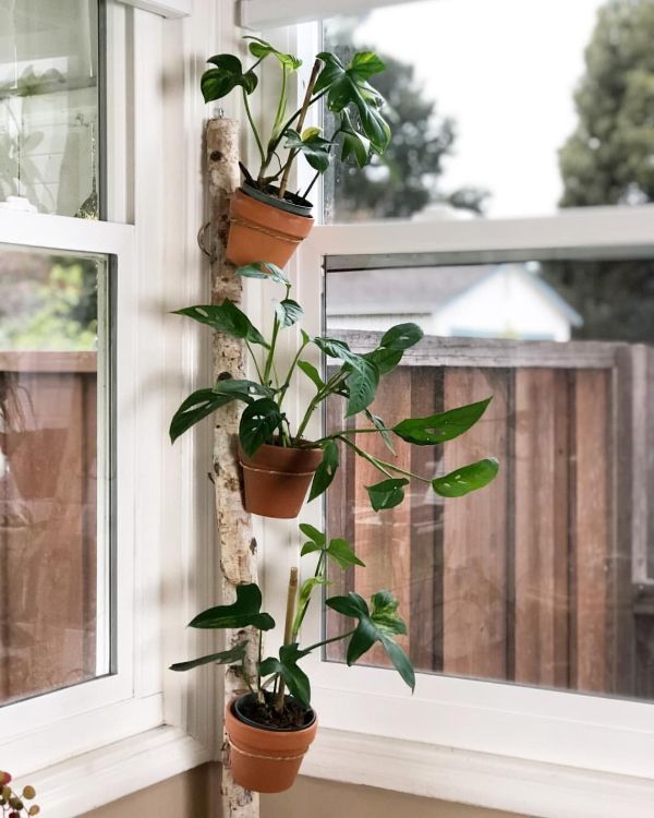 plant stand window