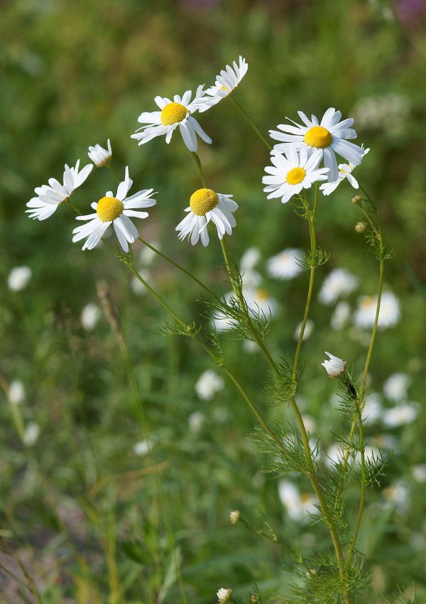 German Chamomile