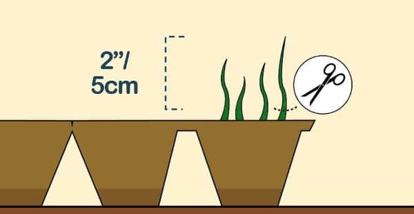How to Grow Chamomile Indoors Step 7