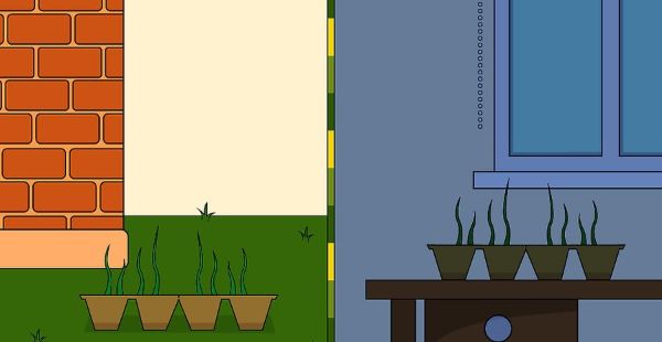How to Grow Chamomile Indoors Step 8