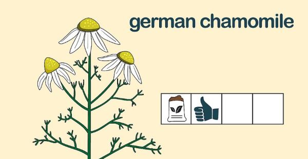 How to Grow Chamomile Outdoors Step 3