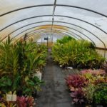 advantages of a greenhouse