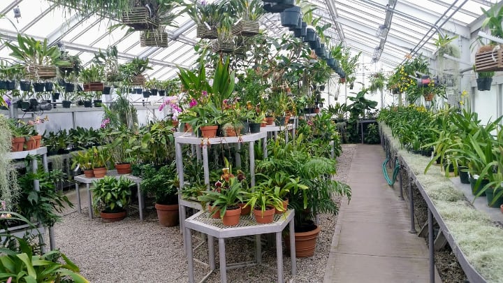 greenhouse for ornamental plant