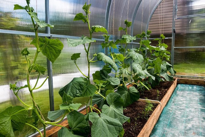 growing cucumber plants in greenhouse