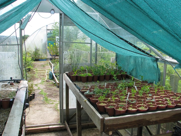 growing your own food in a greenhouse