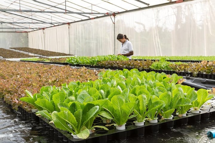 increased production in a greenhouse