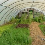 inside a greenhouse