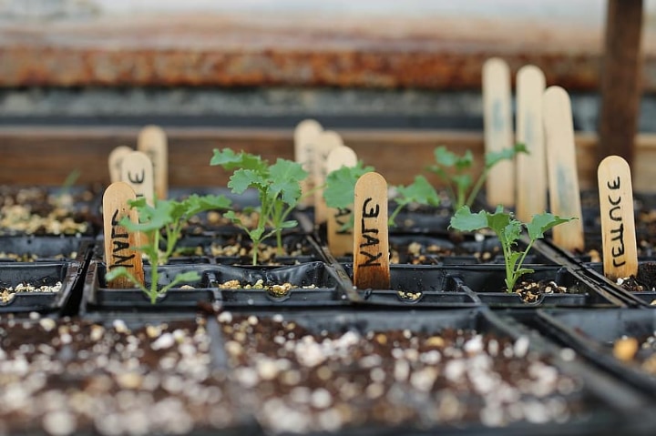 varieties of greenhouse plants