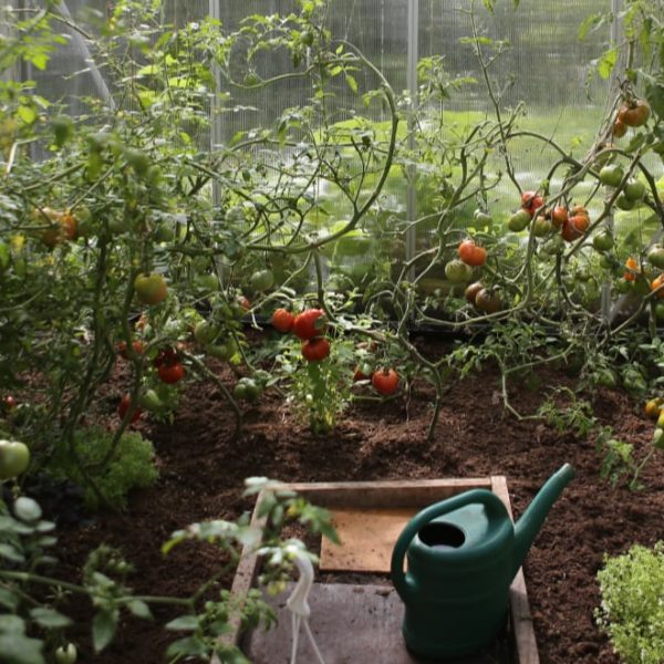 vegetable green house