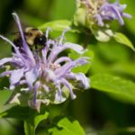 bee balm flowers