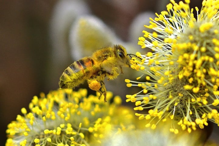 bee eating pollen